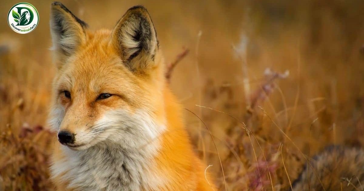 Animals Like Foxes
