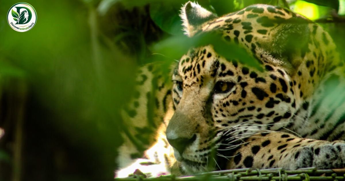 Animals That Eat Monkeys