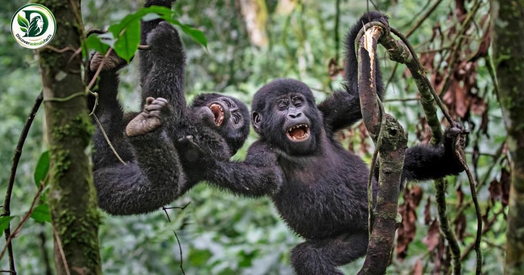Apes