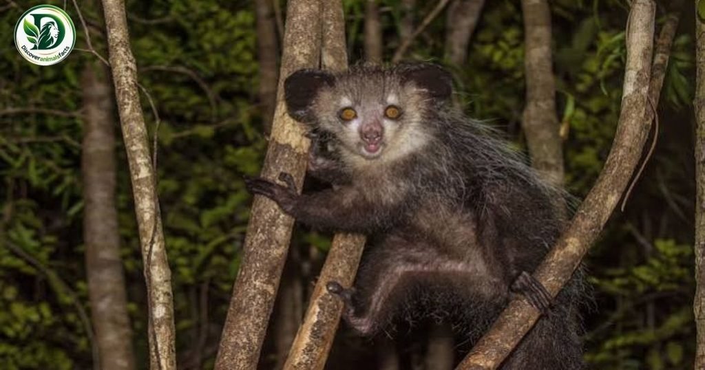Aye-aye belong to Shy Animals In the World