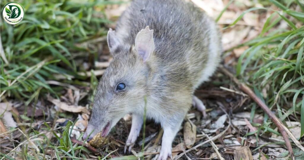 Bandicoots Animals With Pouches
