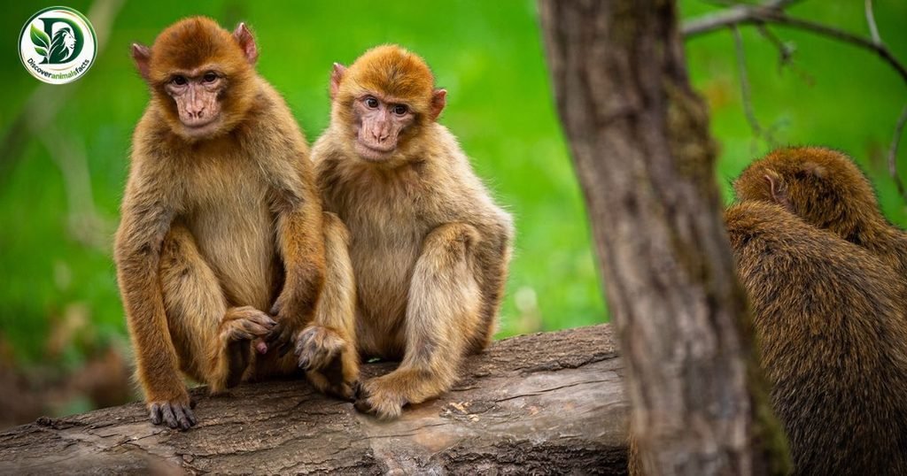 Barbary Macaque