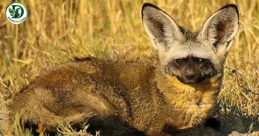 Bat-Eared Foxes Look Like Foxes