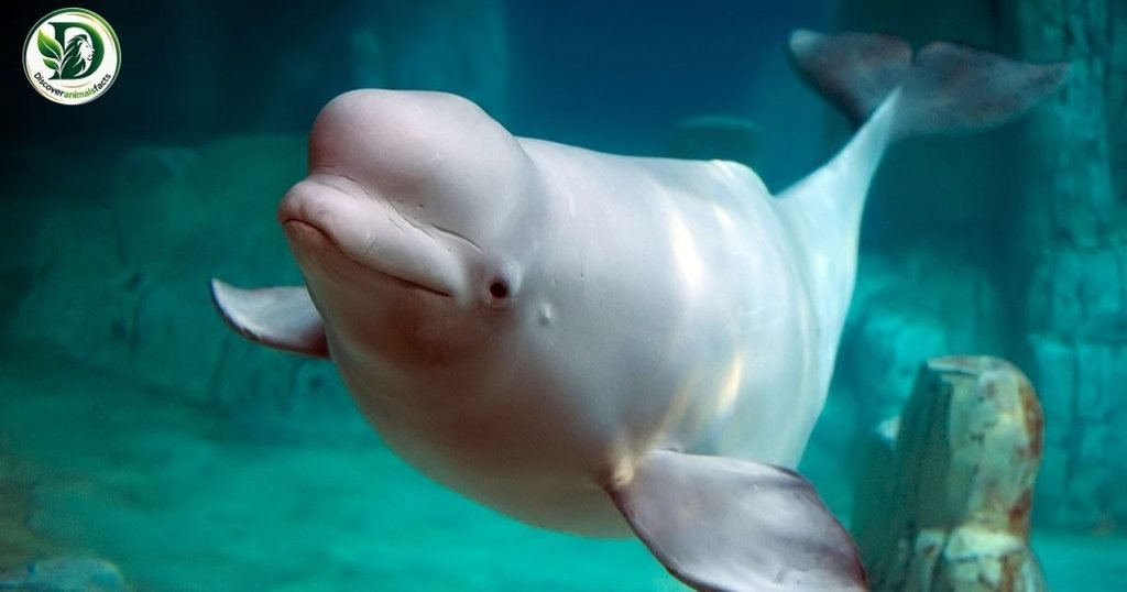 Beluga Whale With Down Syndrome