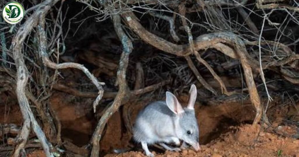 Bilby Animals With Pouches