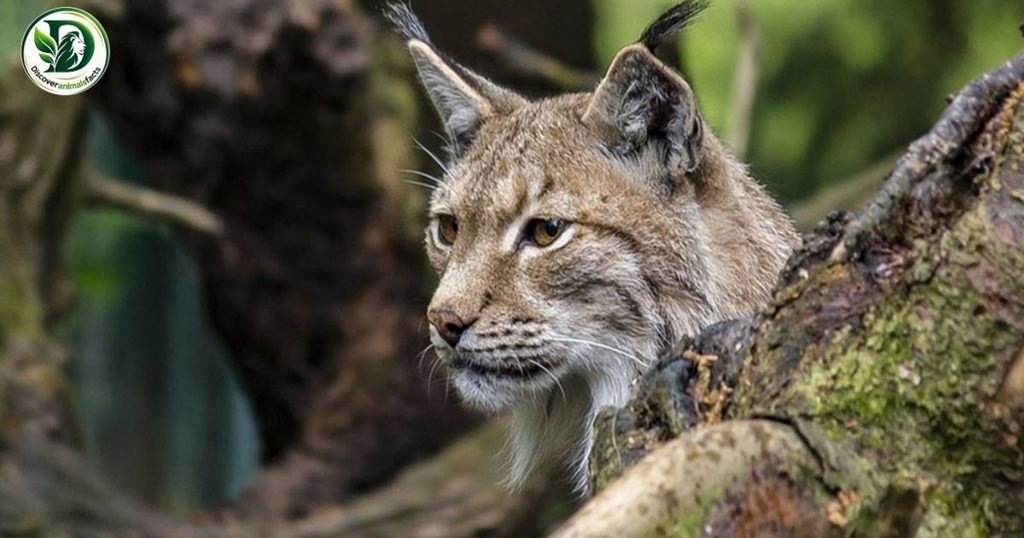 Bobcats Look Like Foxes
