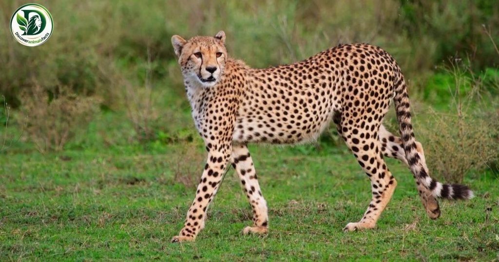 Cheetah belong to Shy Animals In the World