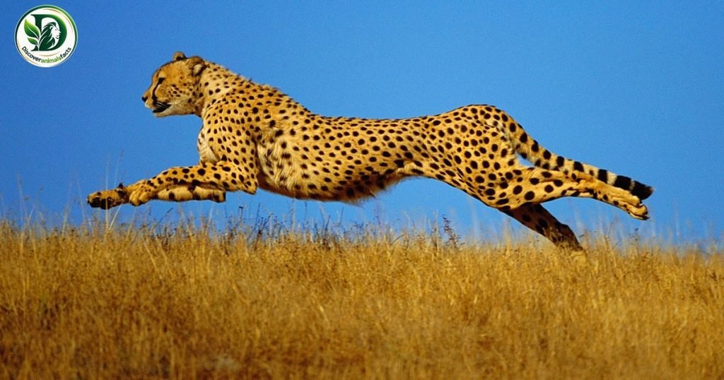 Fastest Animal