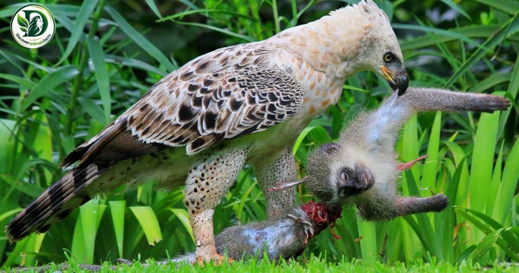 Animals That Eat Monkeys