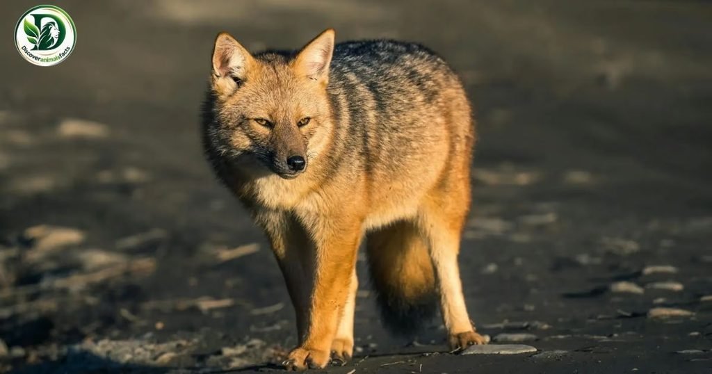 Culpeos Look Like Foxes