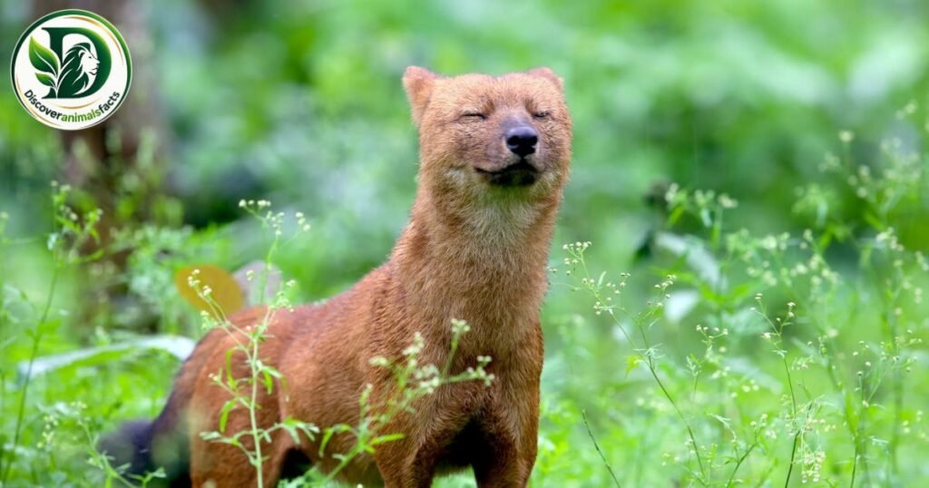 Dhole