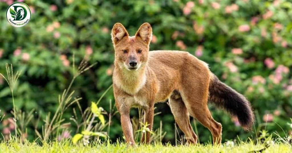 Dholes Look Like Foxes