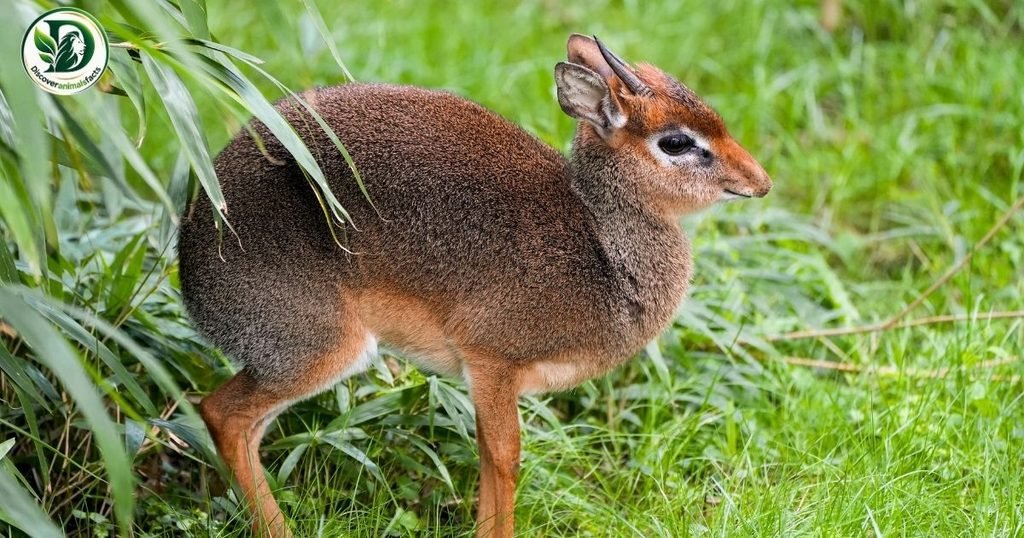 Dik-Dik belong to Shy Animals In the World