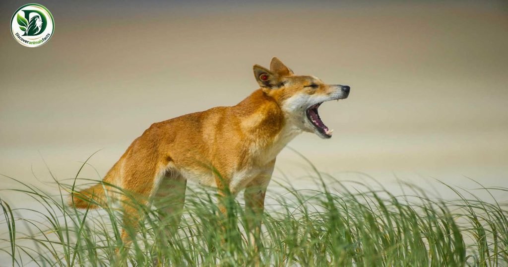 Dingoes Look Like Foxes