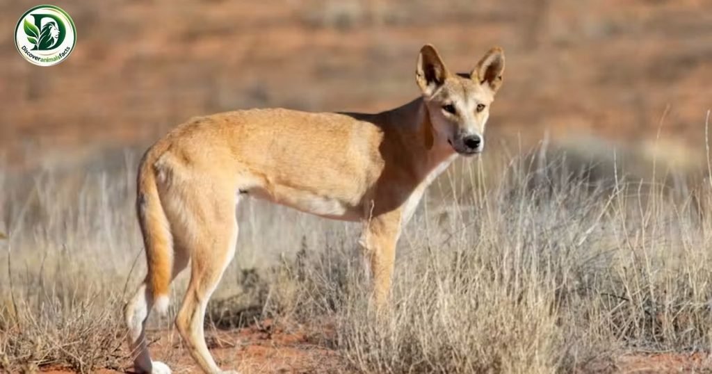 Domestic Dogs Look Like Foxes