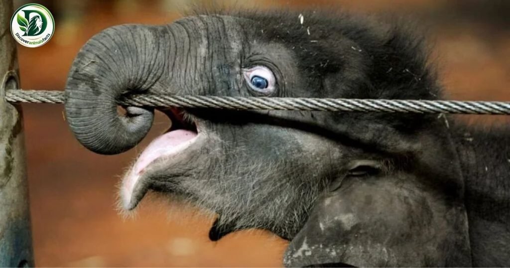 Down Syndrome in Elephants