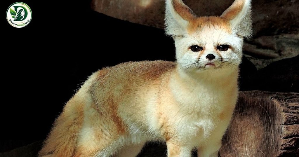 Fennec Foxes Look Like Foxes