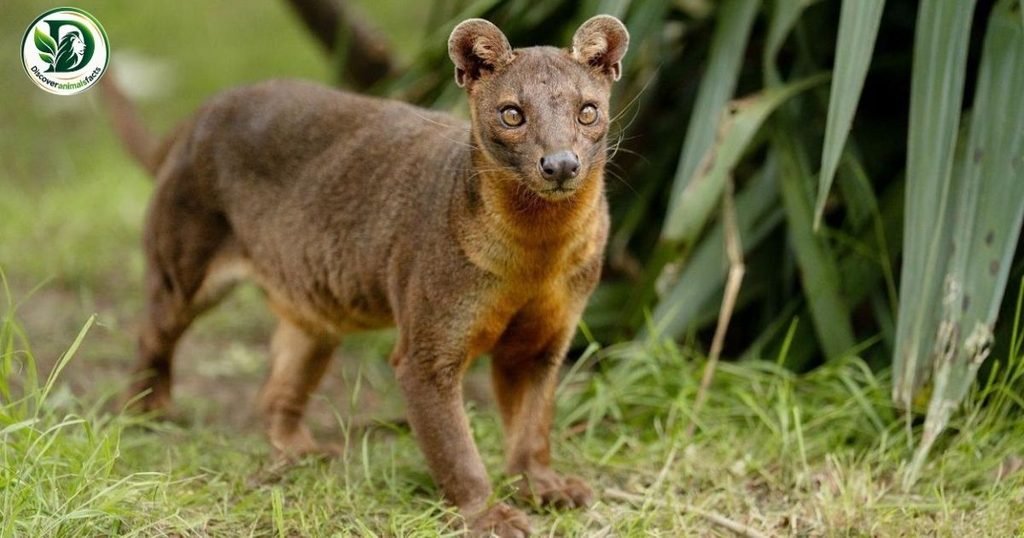 Fossa belong to Shy Animals In the World