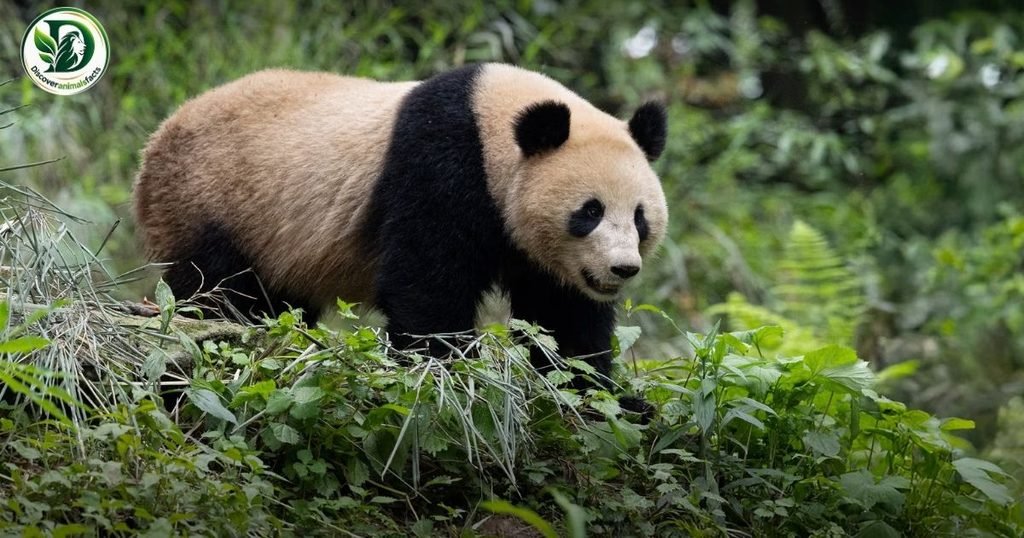 Giant Panda belong to Shy Animals In the World