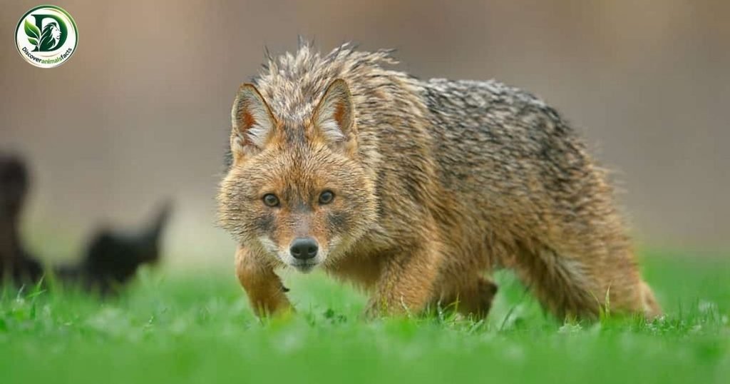 Jackals Look Like Foxes