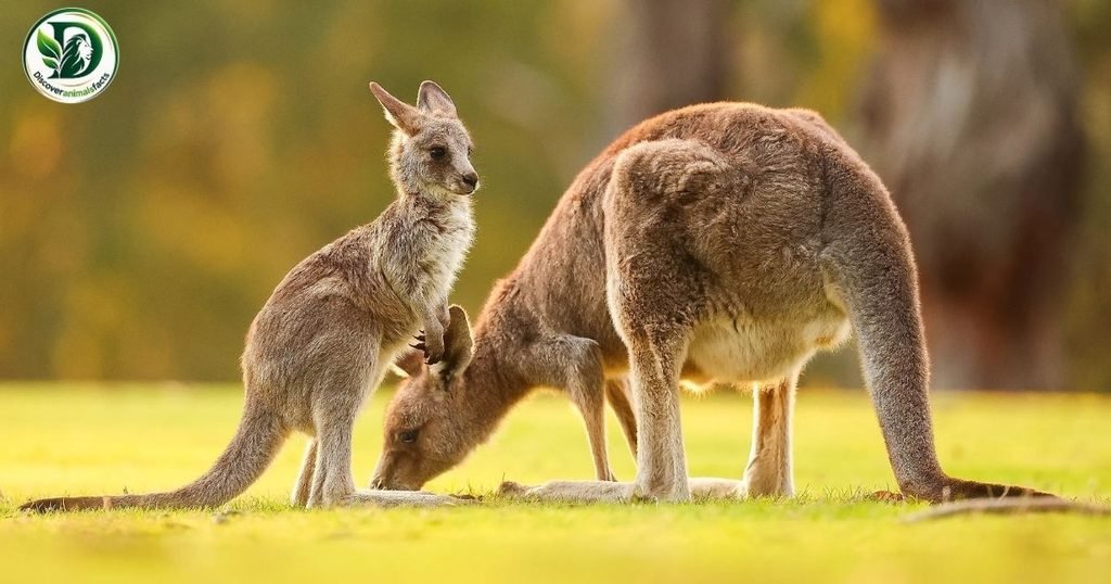 Kangaroo belong to Shy Animals In the World