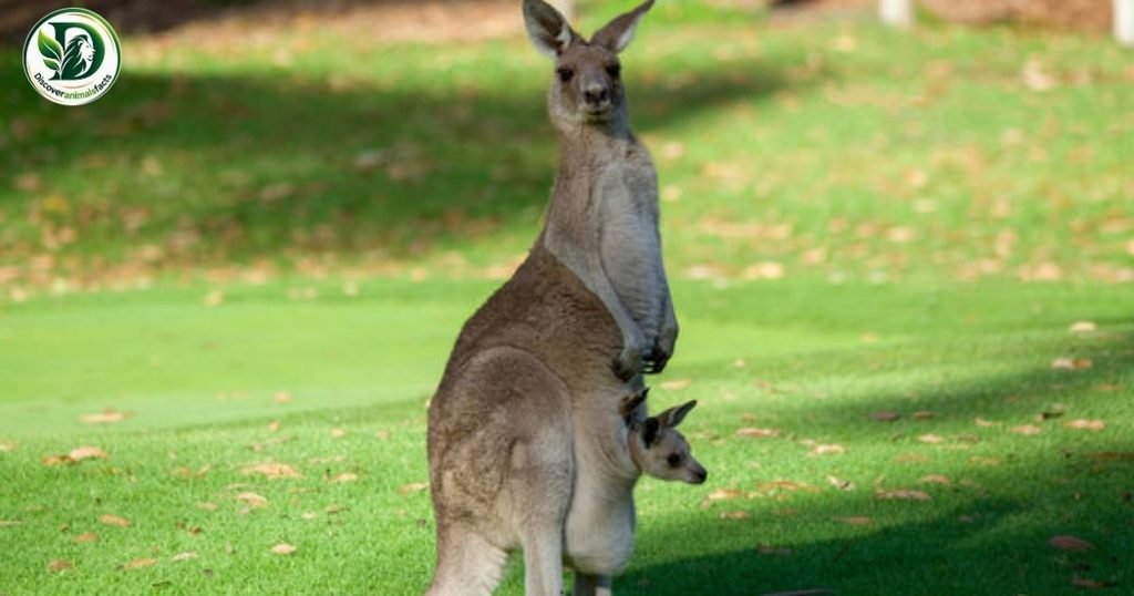 Kangaroos have pouches