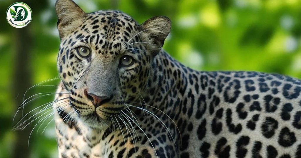 Animals That Eat Monkeys