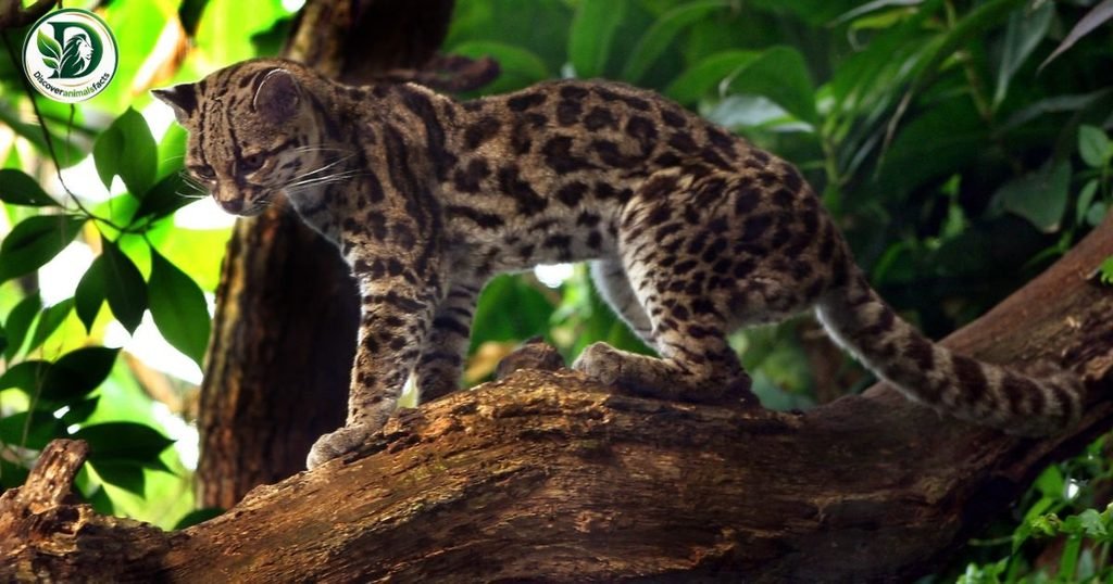 Margays Look Like Foxes