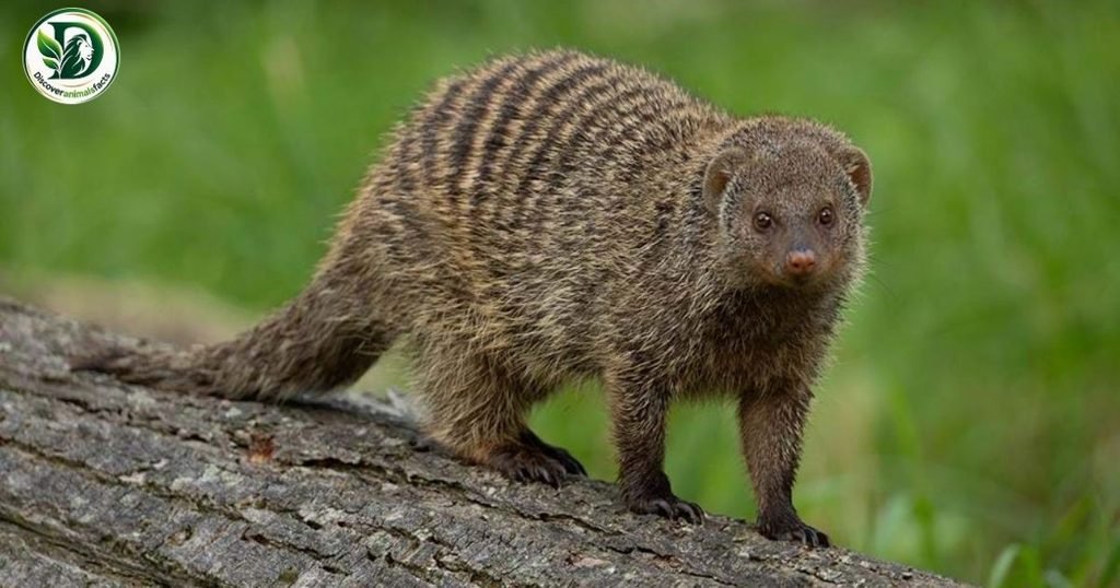 Mongooses Look Like Foxes
