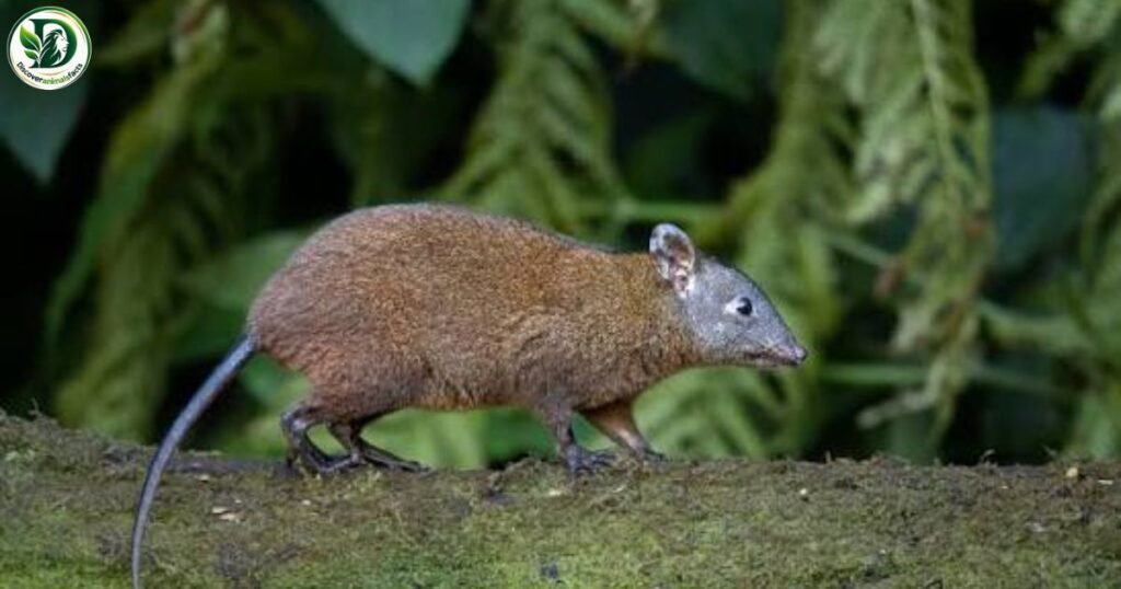 Musky Rat Kangaroo Animals With Pouches
