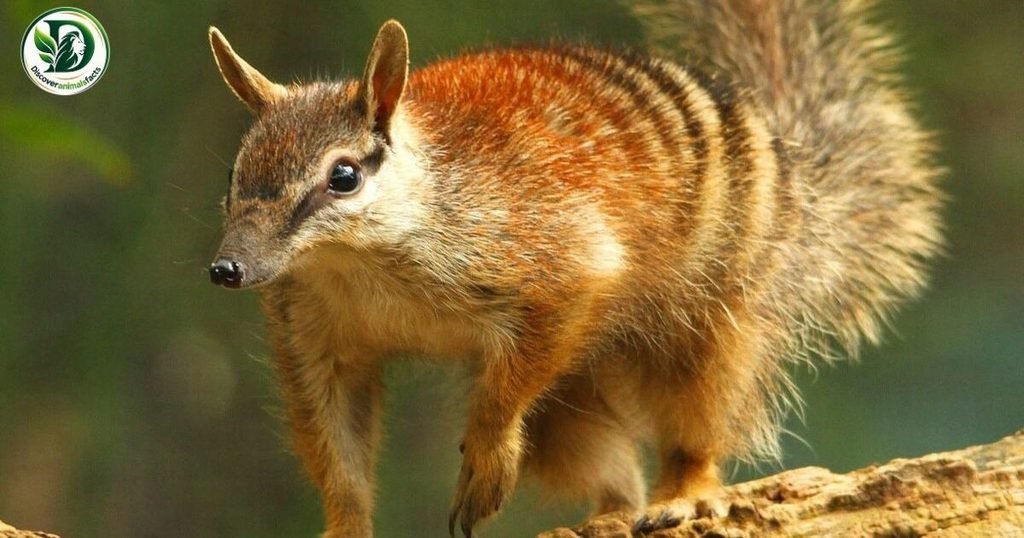 Numbat have pouches