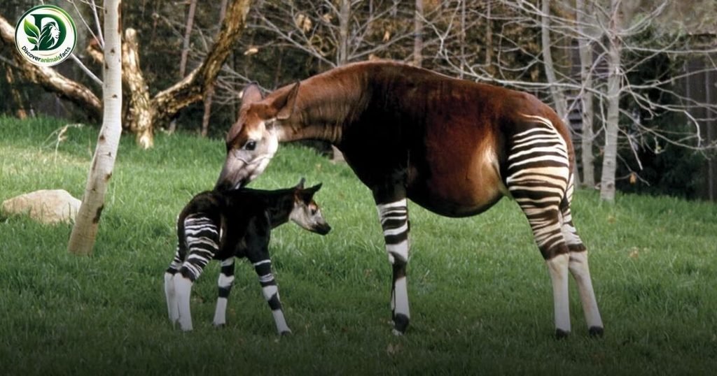 Okapi belong to Shy Animals In the World