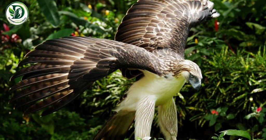 Philippine Eagle