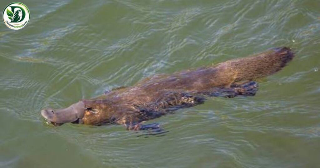 Platypus Shy Animals
