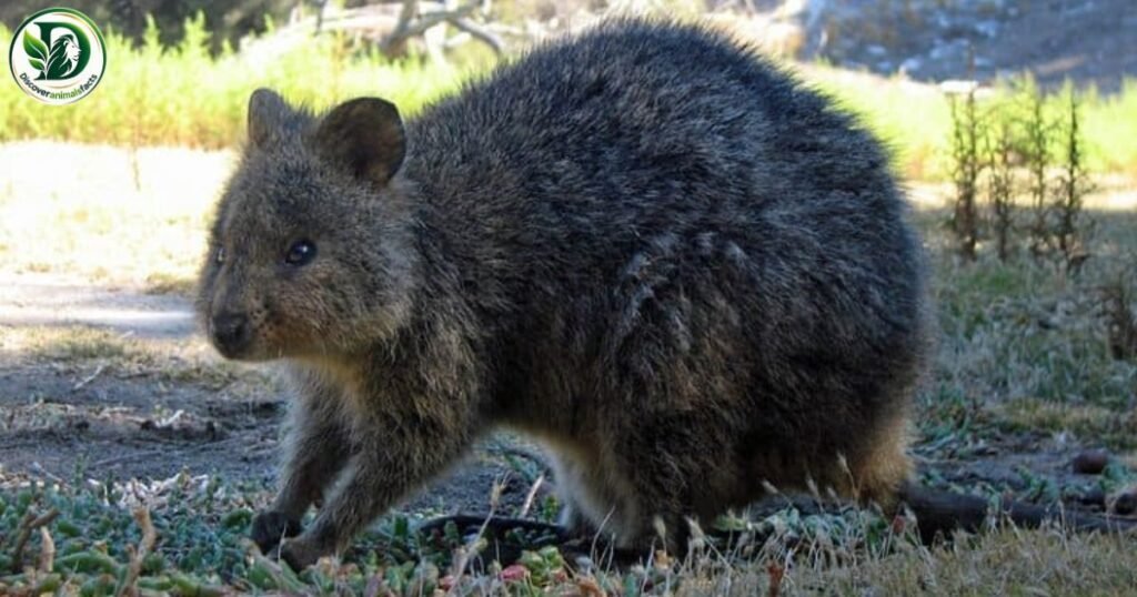 Quokka Shy Animals