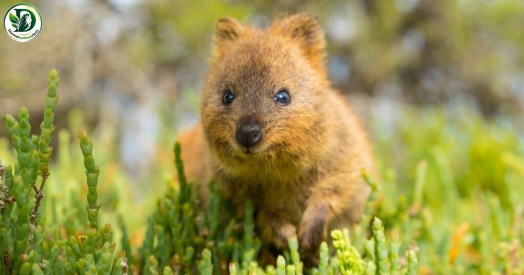 Quokkas Animals With Pouches