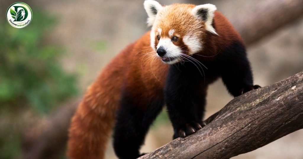 Red Pandas Look Like Foxes