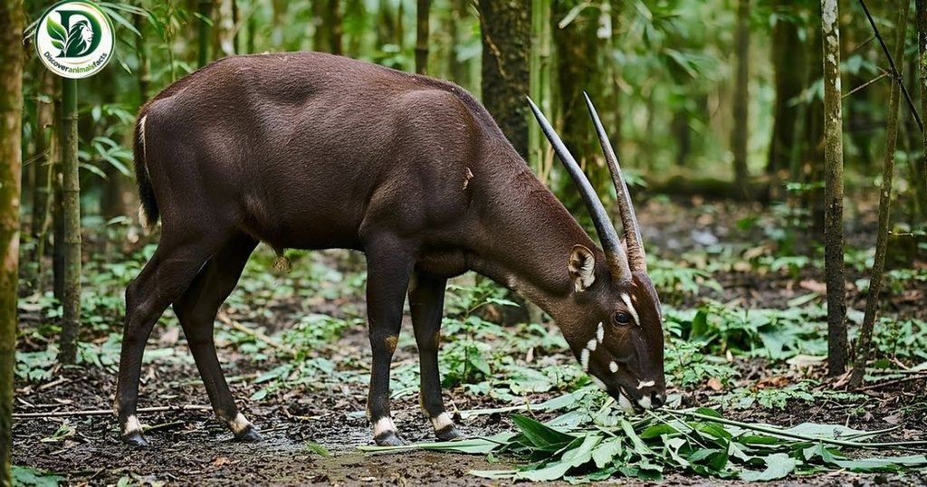 Saola belong to Shy Animals In the World
