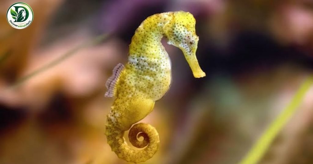 Sea Horses have pouches
