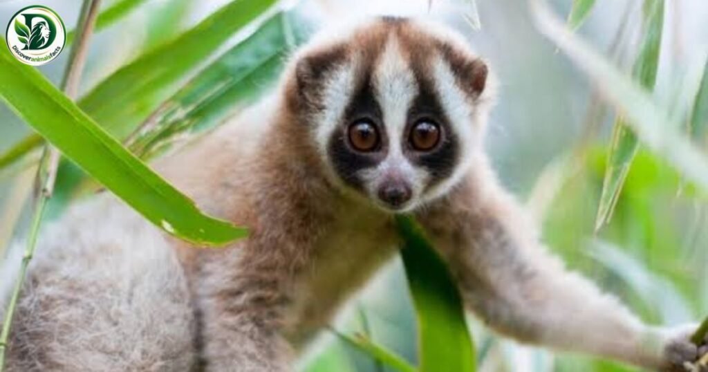 Slow Loris Shy Animals