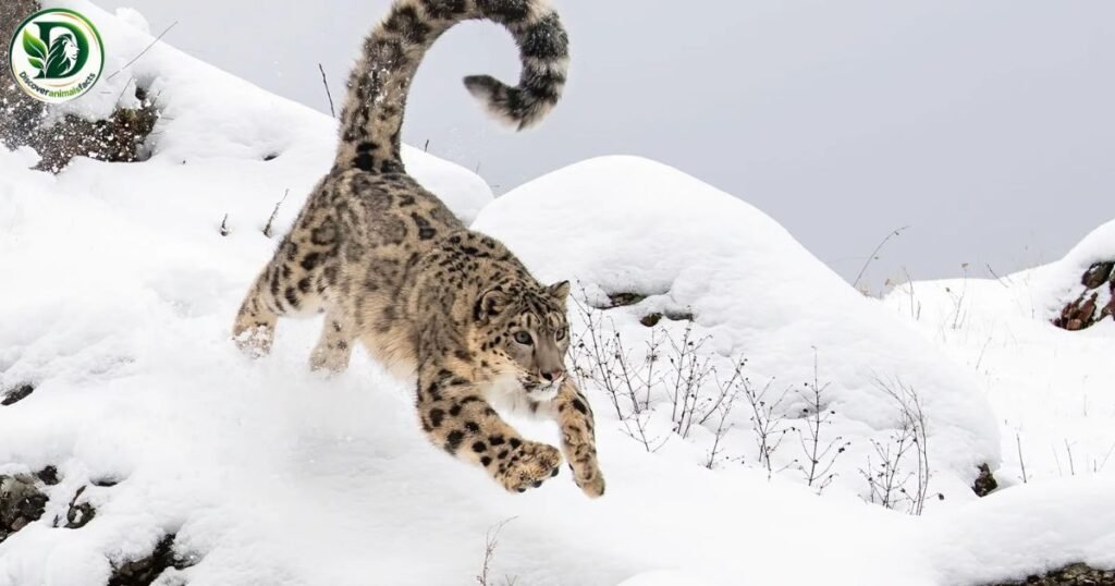 Snow Leopard Shy Animals