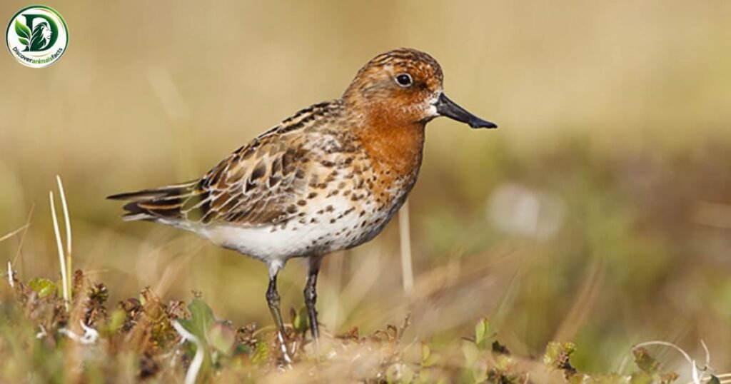 Spoon-billed Sandpiper Shy Animals