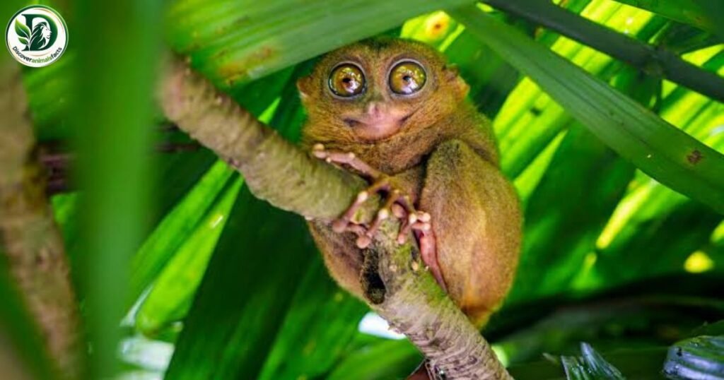 Tarsier Shy Animals