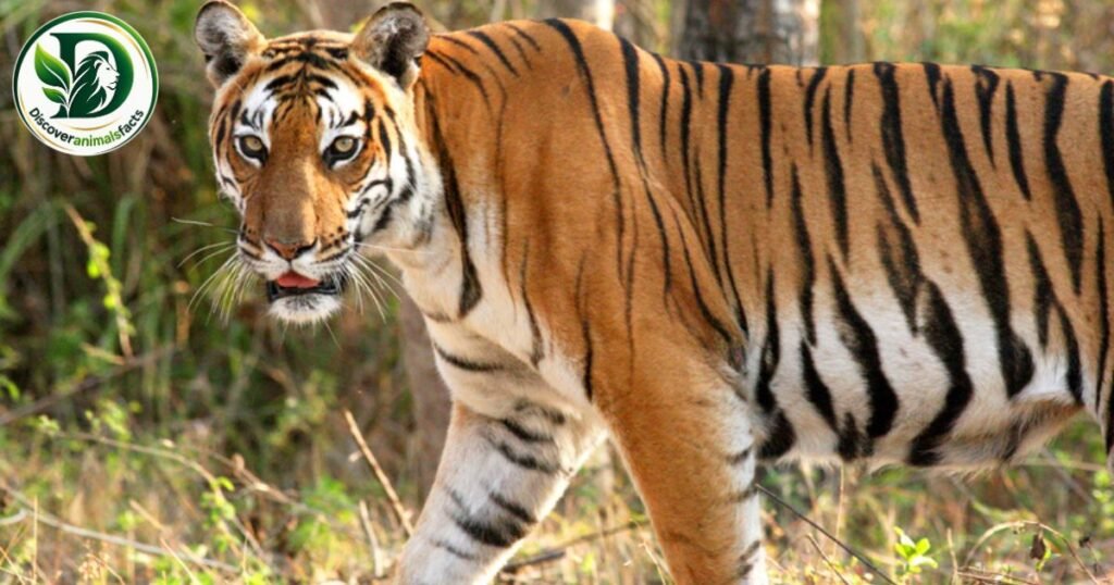 Tigers