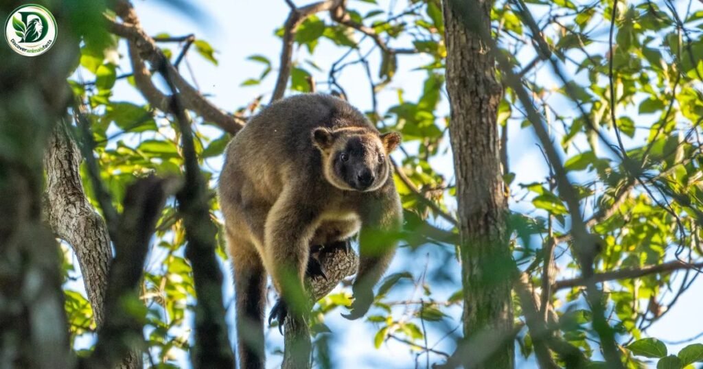 Tree-Kangaroo Animals With Pouches