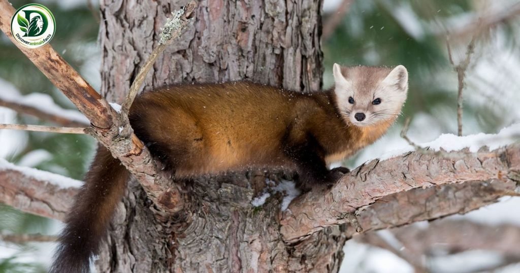 Weasels Look Like Foxes