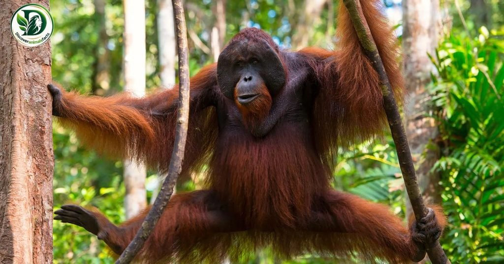 Ape is three letters animal