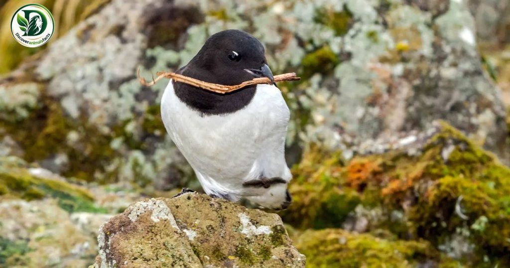 Auk is three letters animal
