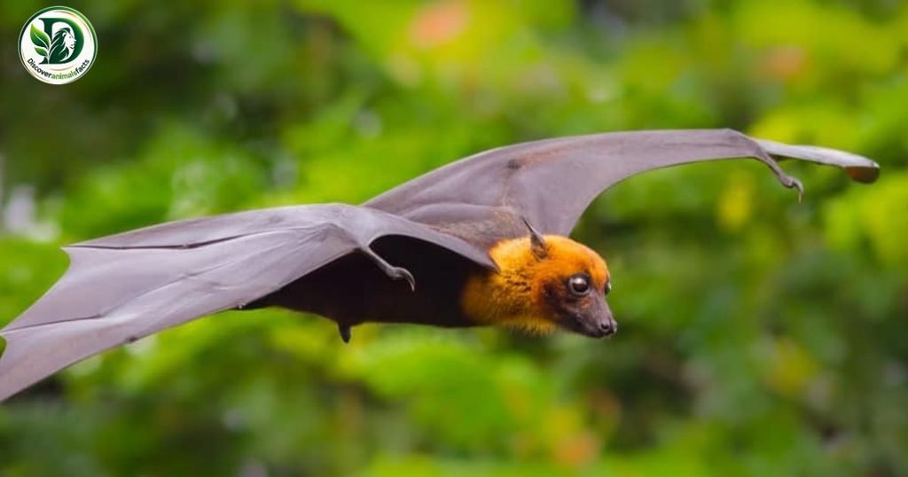Bat is three letters animal