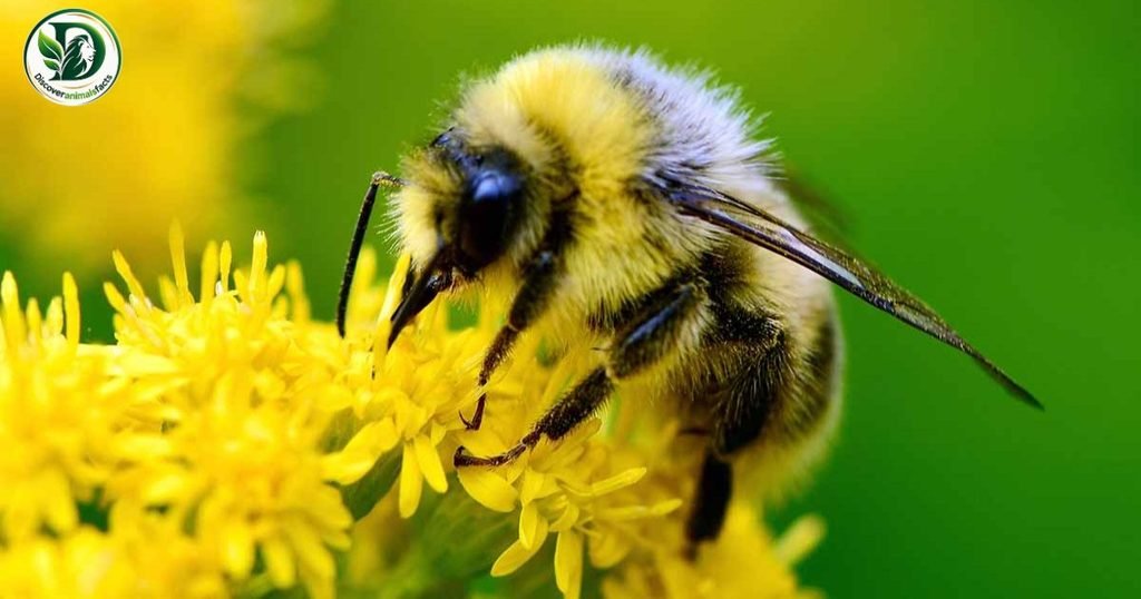 Bee is three letters animal